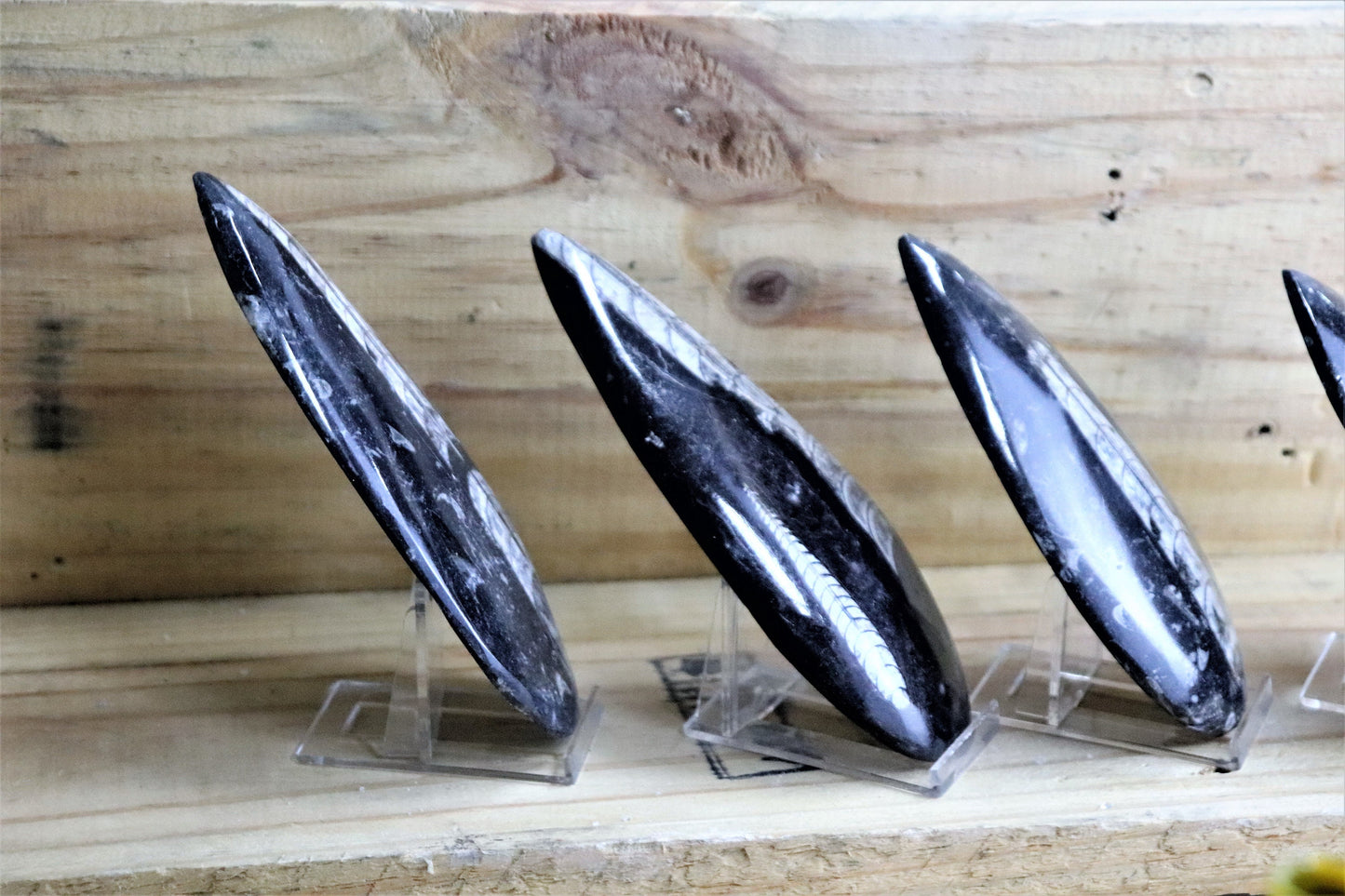 Large Orthoceras Fossil Display Piece + Free Stand