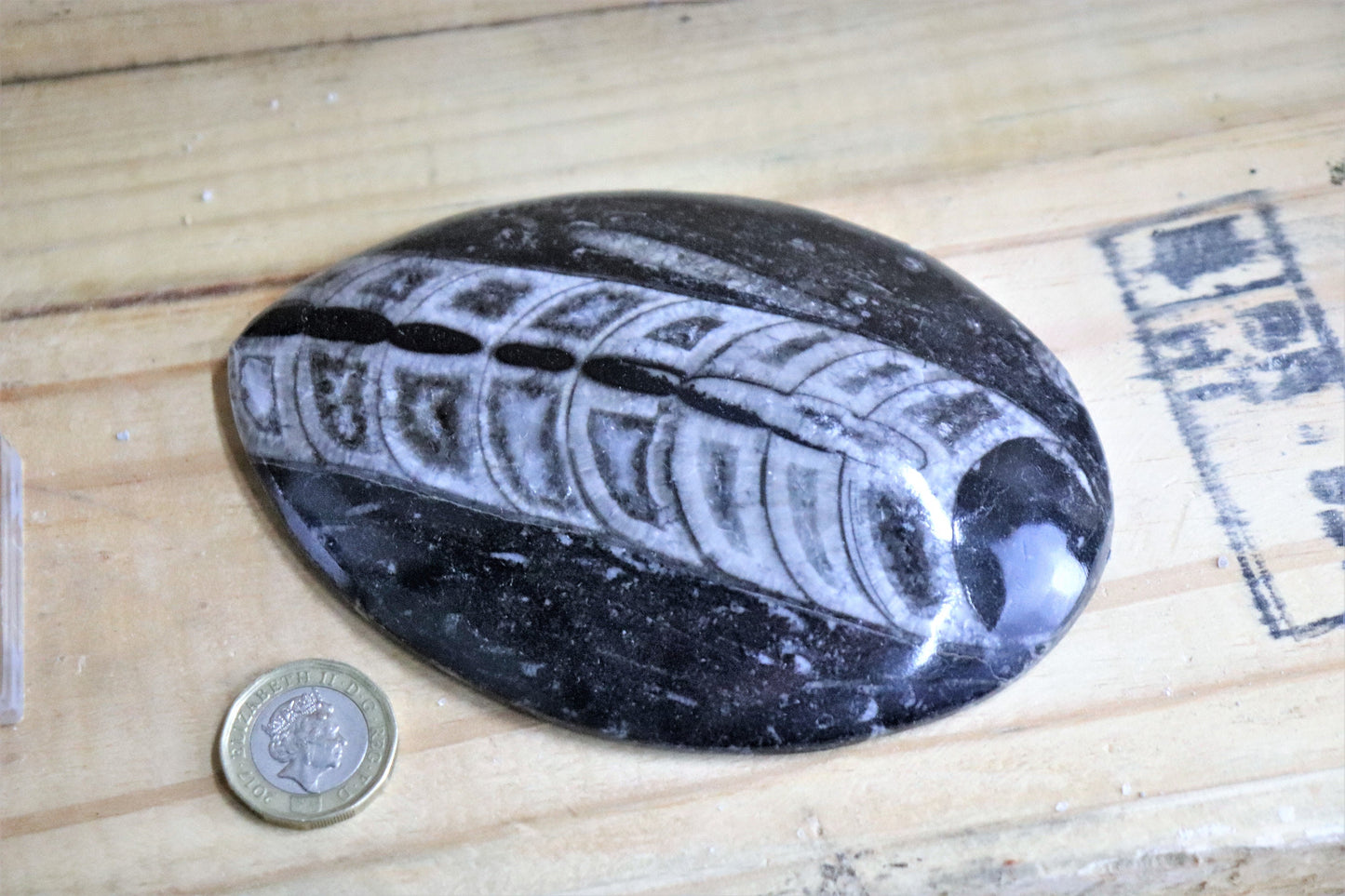 Large Orthoceras Fossil Display Piece + Free Stand