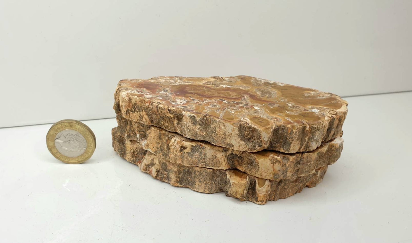 47) Fossil Wood Slice Set - Petrified Wood - Madagascar
