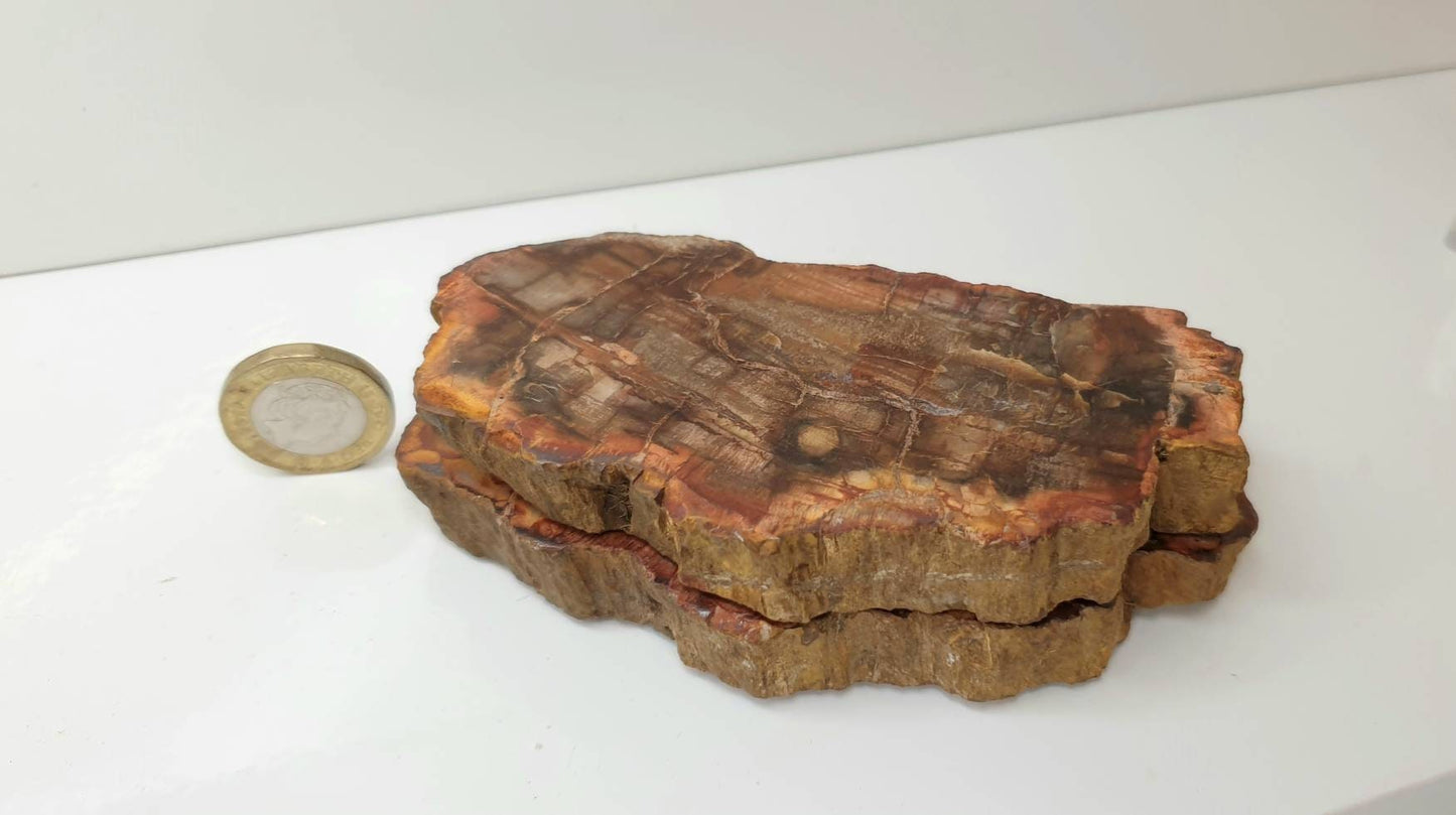 4) Fossil Wood Slice Pair - Petrified Wood - Madagascar
