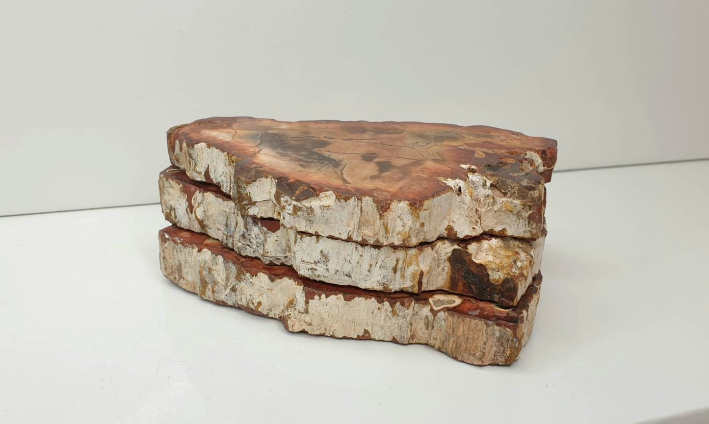 7) Fossil Wood Slice Set - Petrified Wood - Madagascar