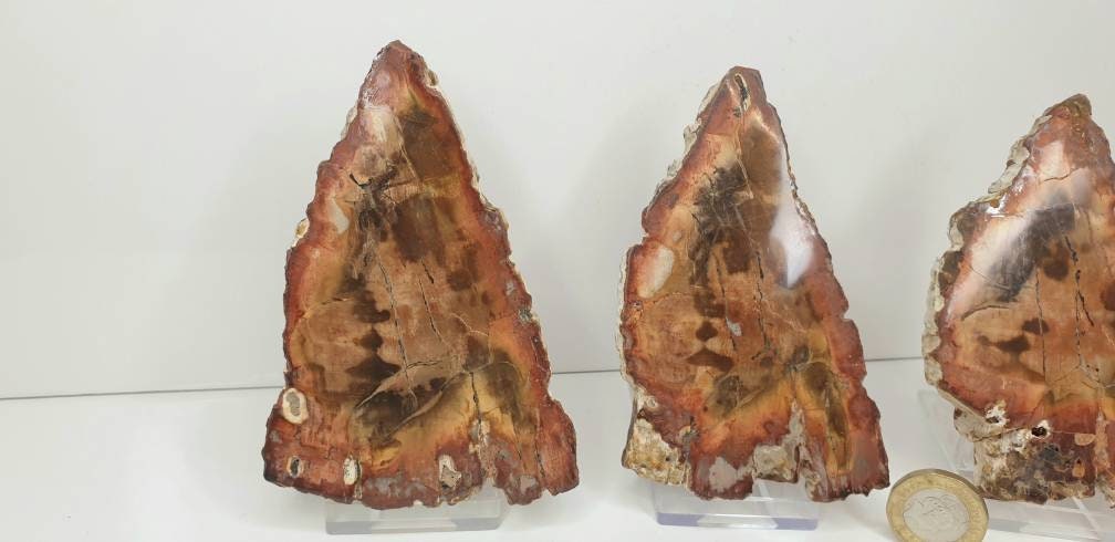 7) Fossil Wood Slice Set - Petrified Wood - Madagascar