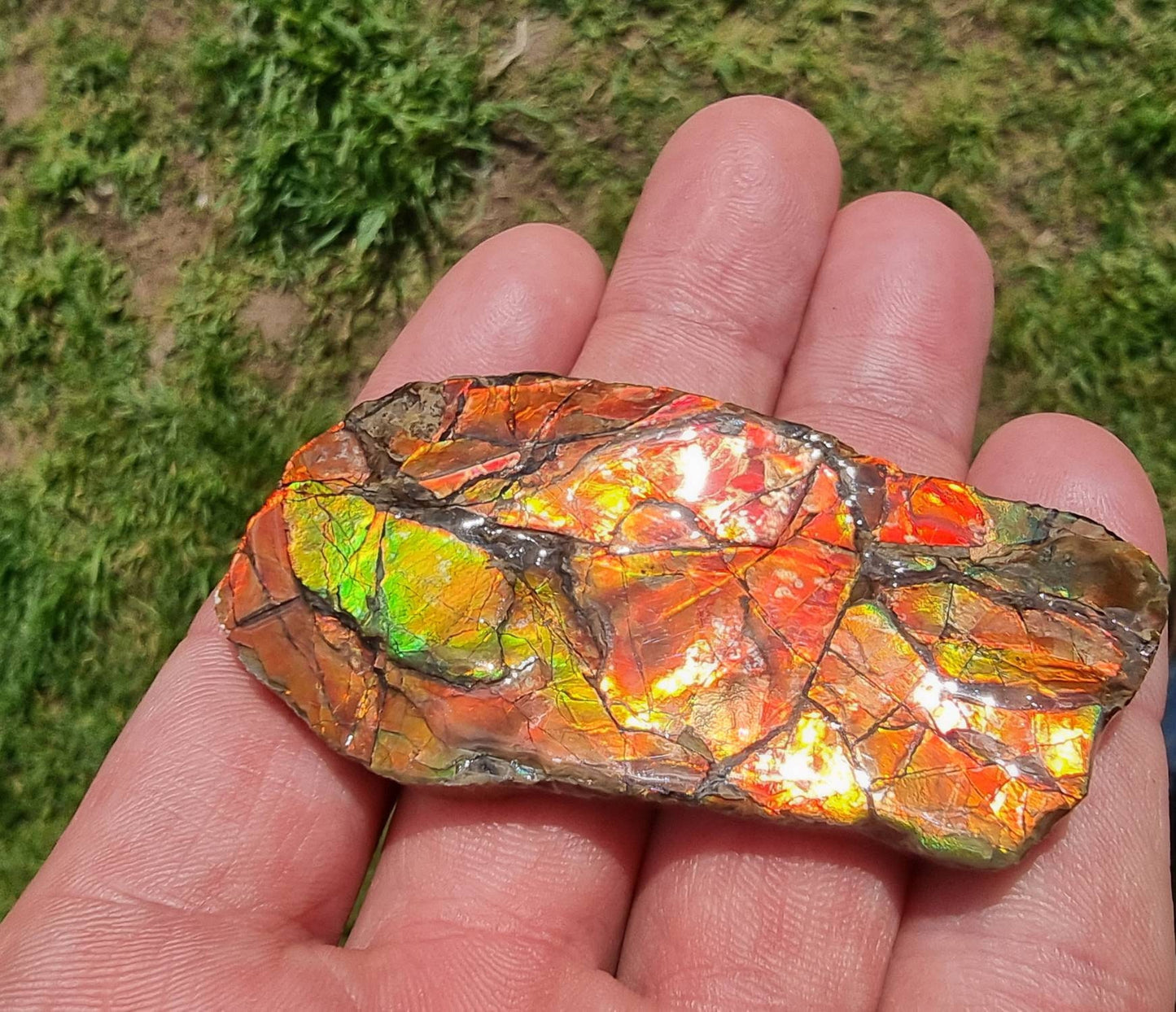 12a) Ammolite Crystal Gemstone