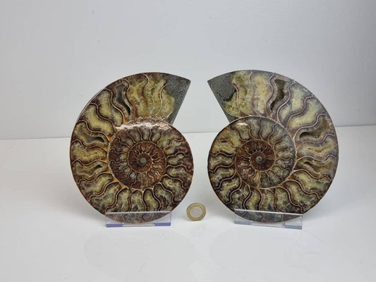 15) Large Ammonite Fossil Pair