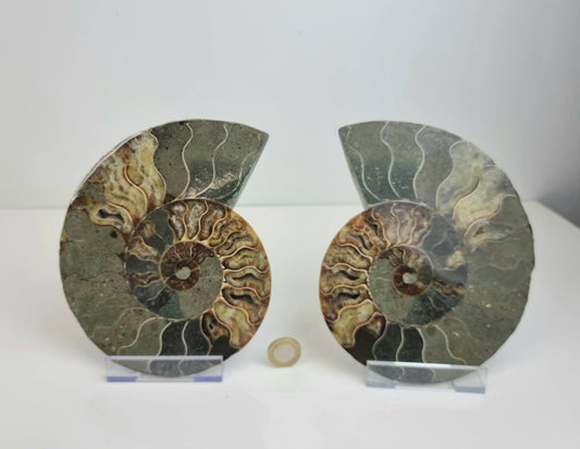17) Large Ammonite Fossil Pair