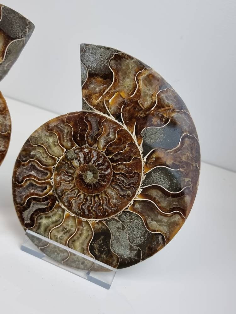 10) Large Ammonite Fossil Pair