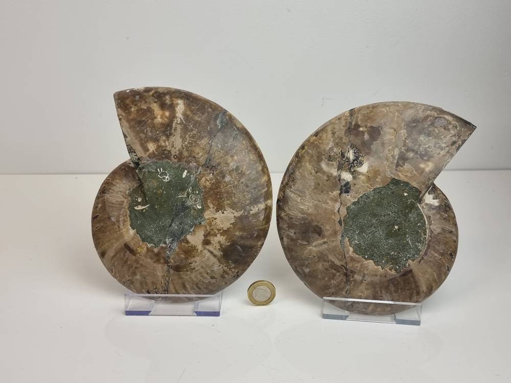 15) Large Ammonite Fossil Pair
