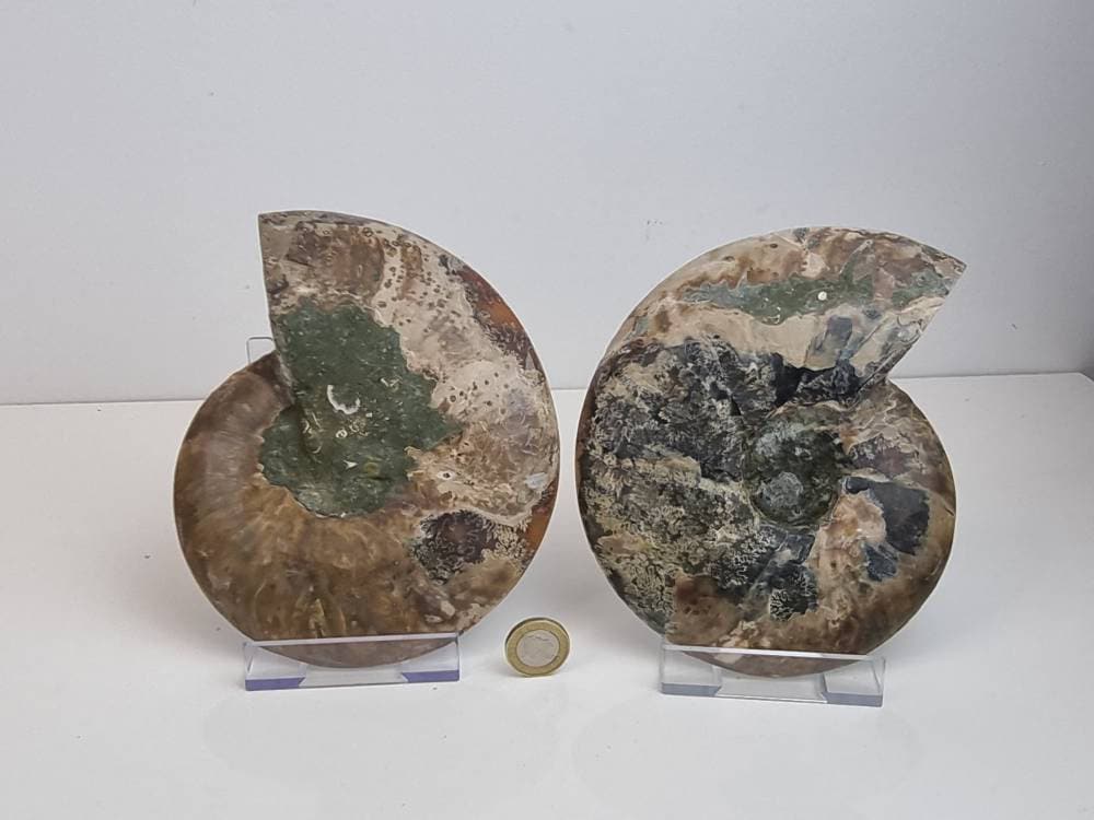 10) Large Ammonite Fossil Pair