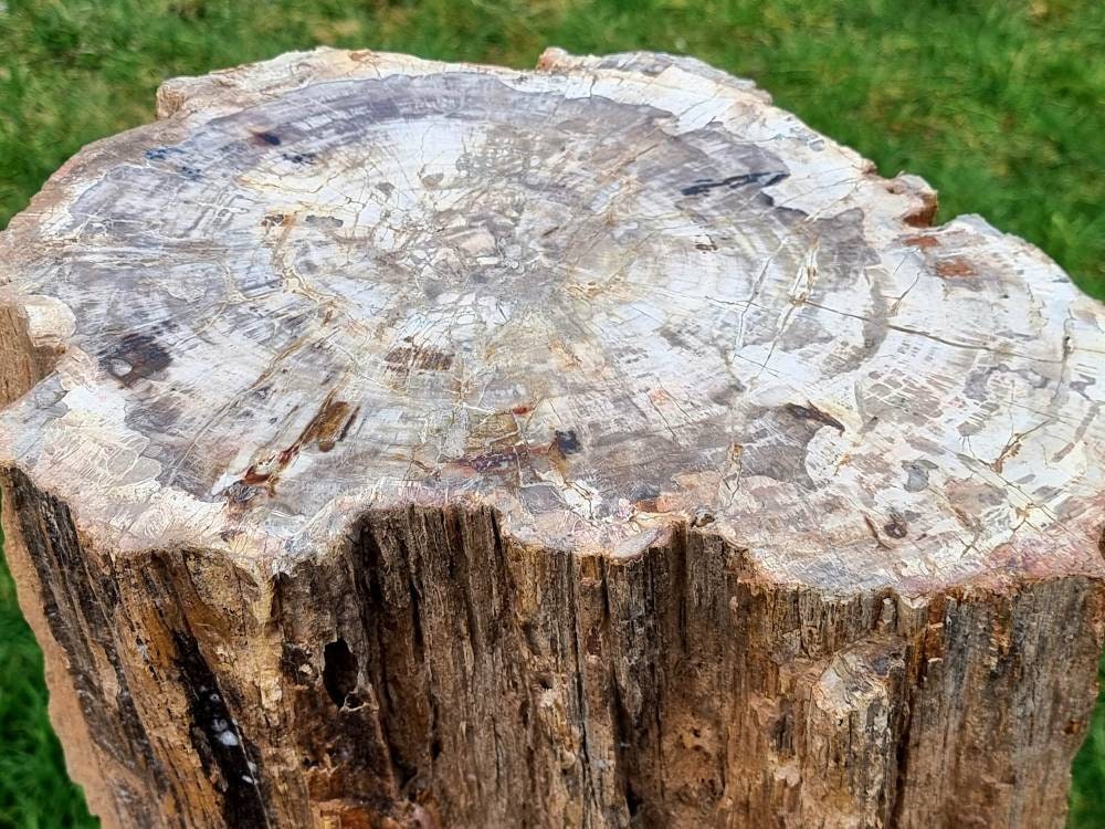 Very Large Petrified Fossil Wood Stump 218 KG
