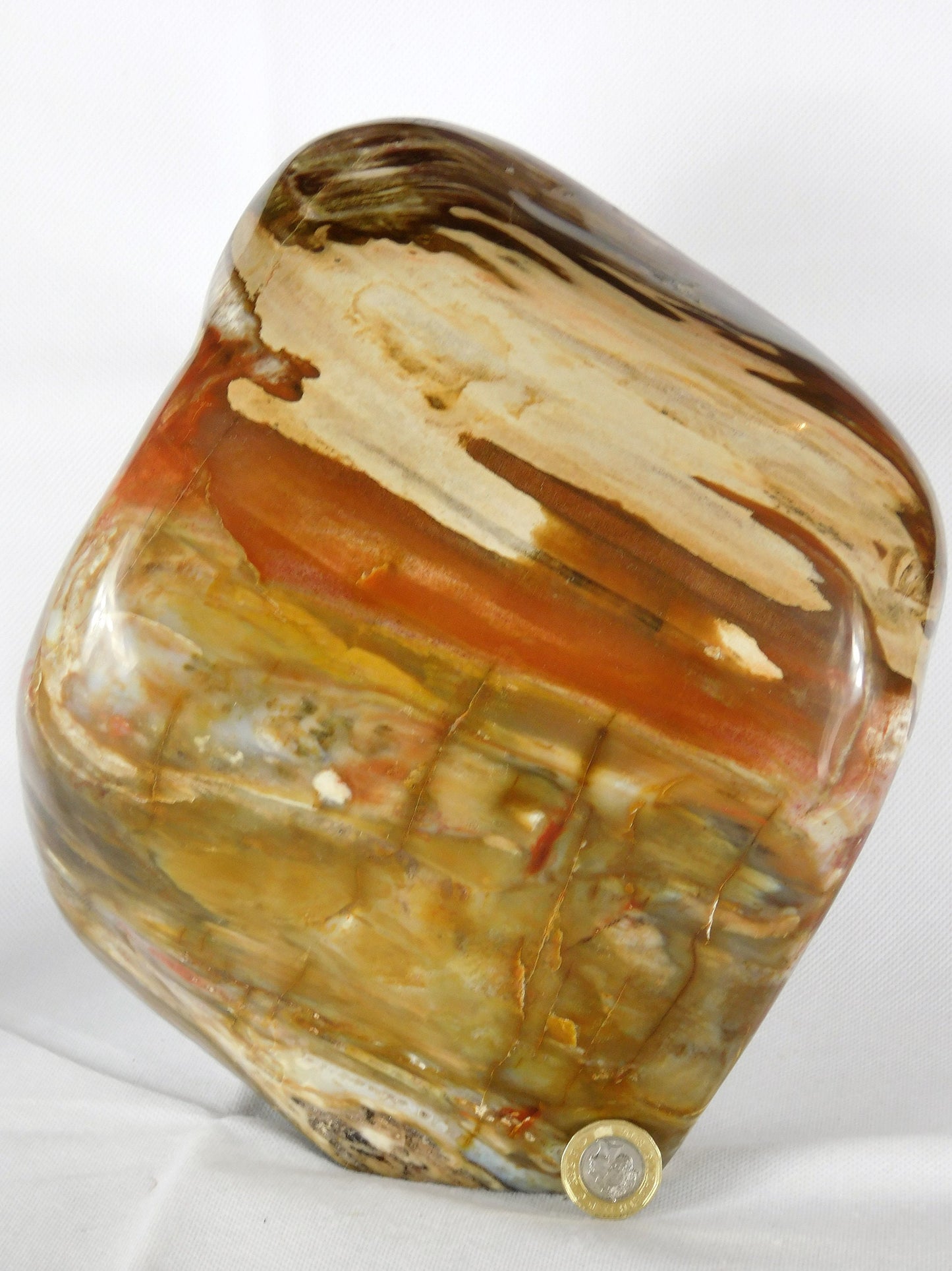 Very Large Petrified Fossil Wood Free Form ~ Natural Art Home Decor Interior Design 8.5KG