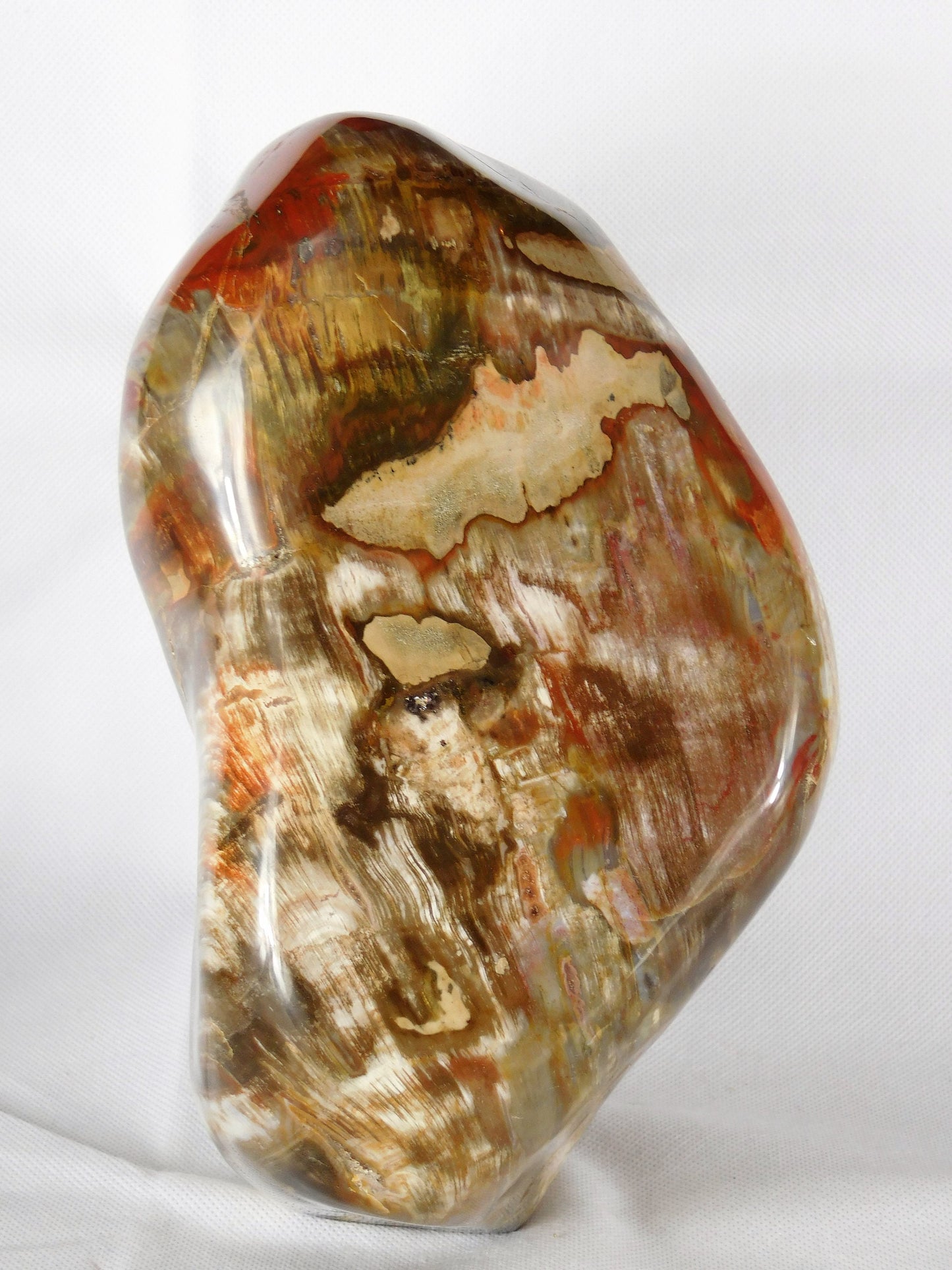 Very Large Petrified Fossil Wood Free Form ~ Natural Art Home Decor Interior Design 8.5KG