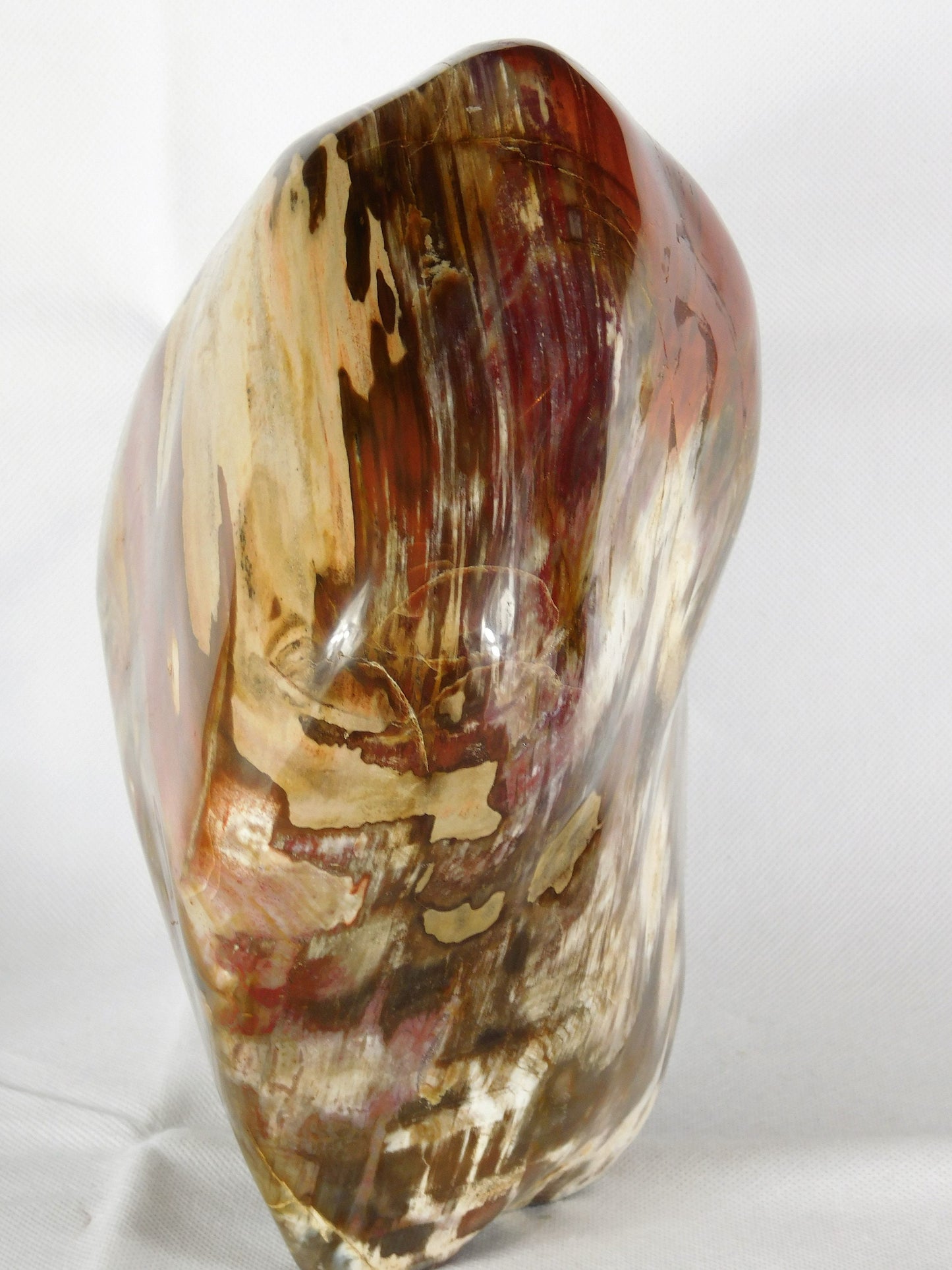 Very Large Petrified Fossil Wood Free Form ~ Natural Art Home Decor Interior Design 8.5KG