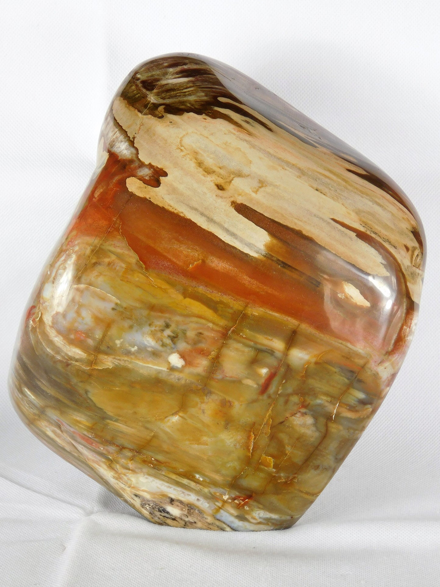 Very Large Petrified Fossil Wood Free Form ~ Natural Art Home Decor Interior Design 8.5KG