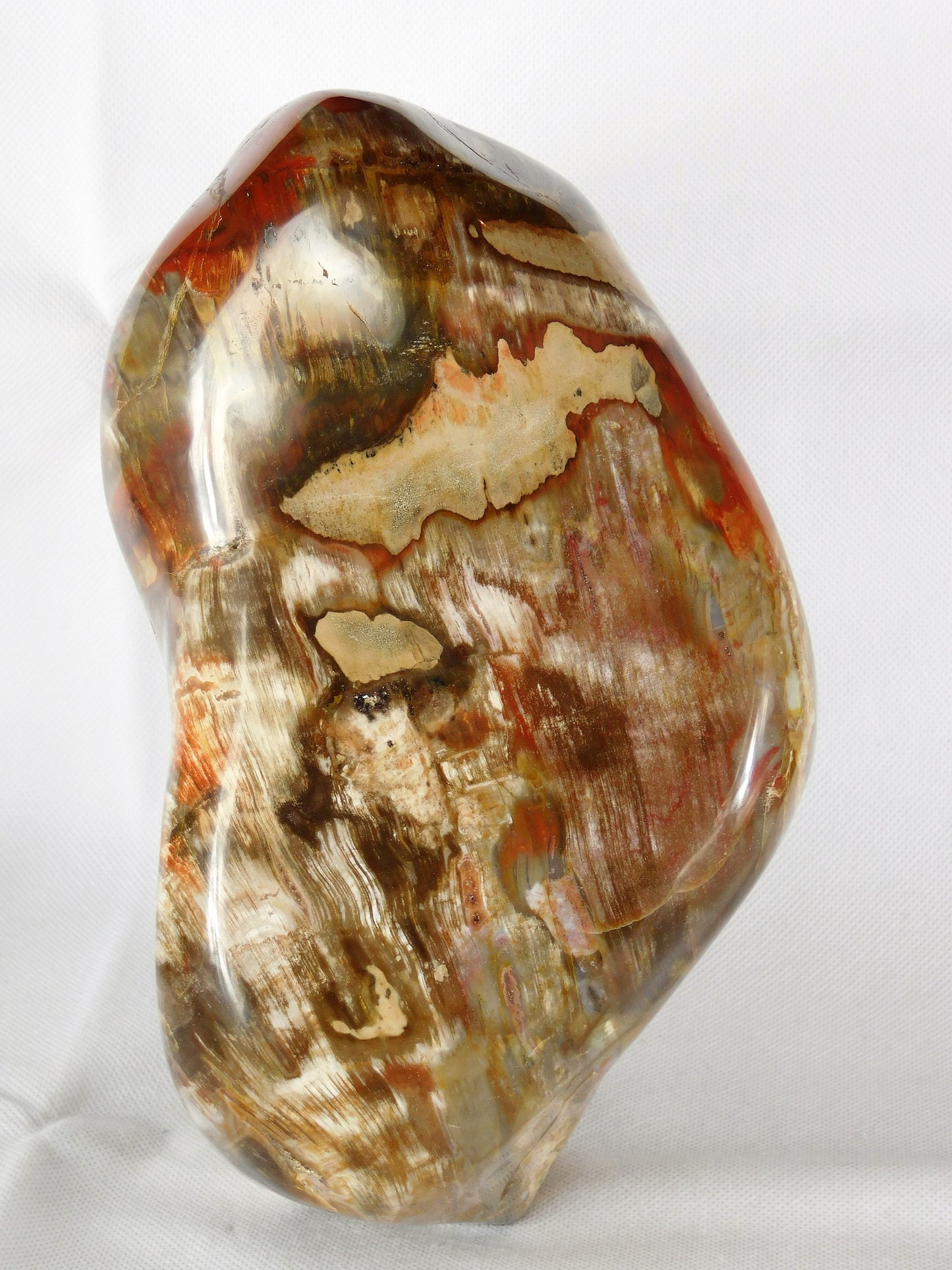 Very Large Petrified Fossil Wood Free Form ~ Natural Art Home Decor Interior Design 8.5KG