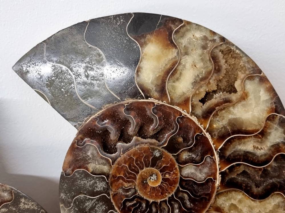 36) Large Ammonite Fossil Pair