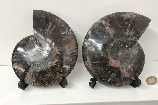 32) Large Black Ammonite Fossil Pair