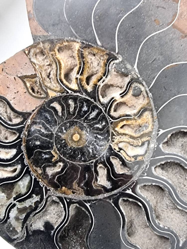 32) Large Black Ammonite Fossil Pair