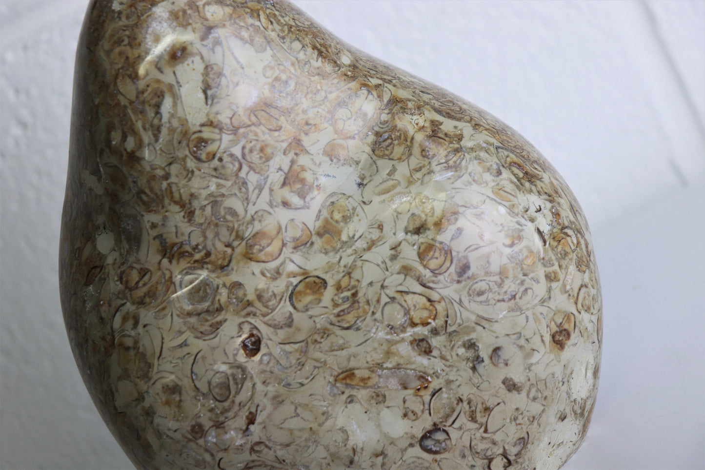 3) Large Coquillage Shell Jasper Crystal Ornament  2.41KG
