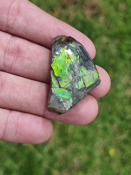 Large Ammolite Crystal Gemstone rare unique
