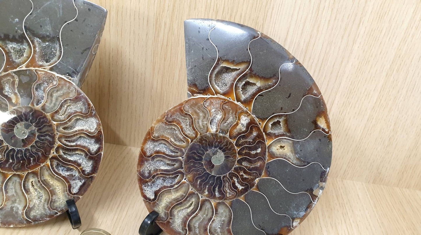 31) Large Ammonite Fossil Pair