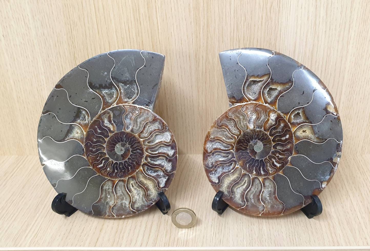 31) Large Ammonite Fossil Pair