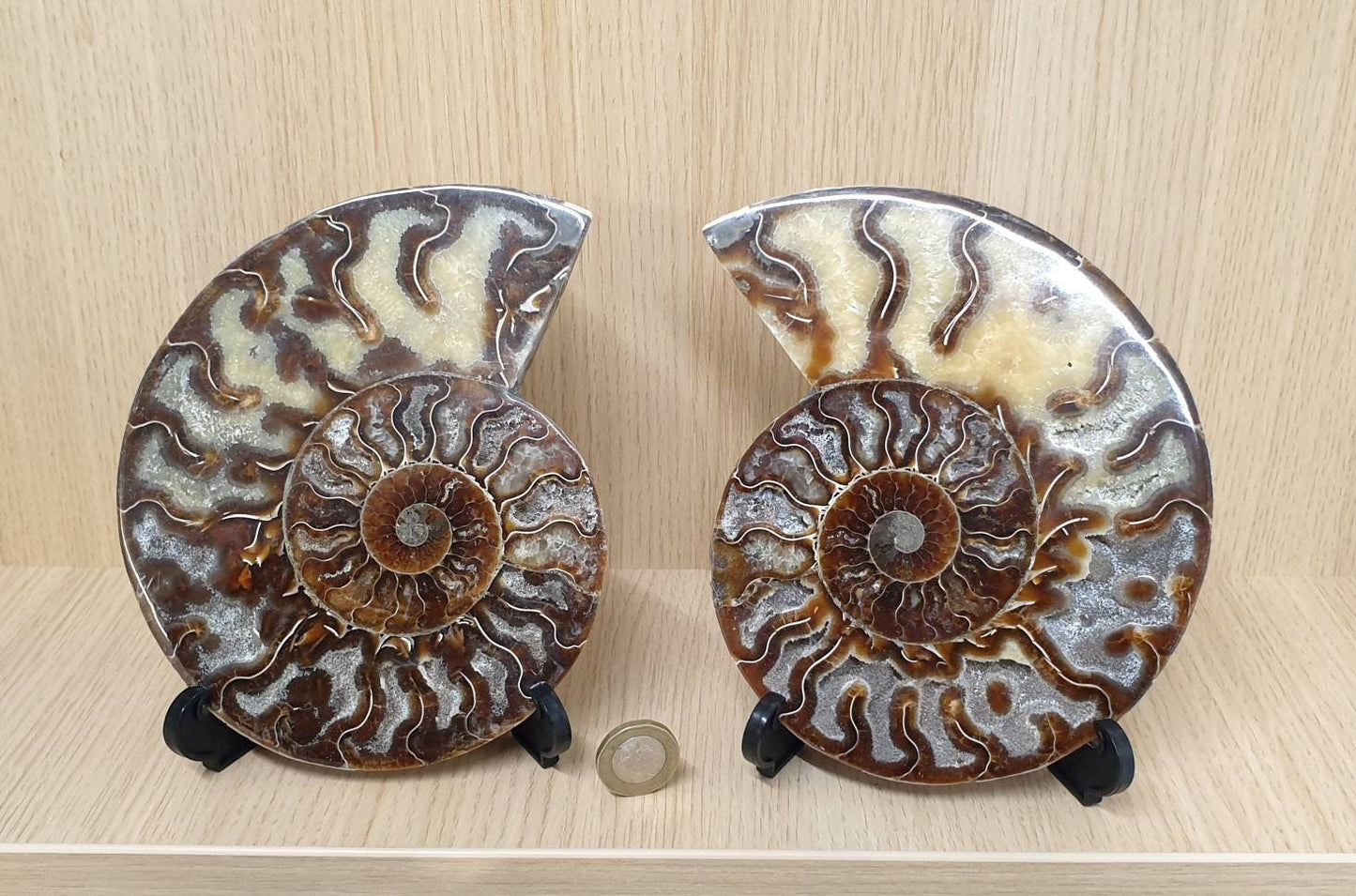 26) Large Ammonite Fossil Pair
