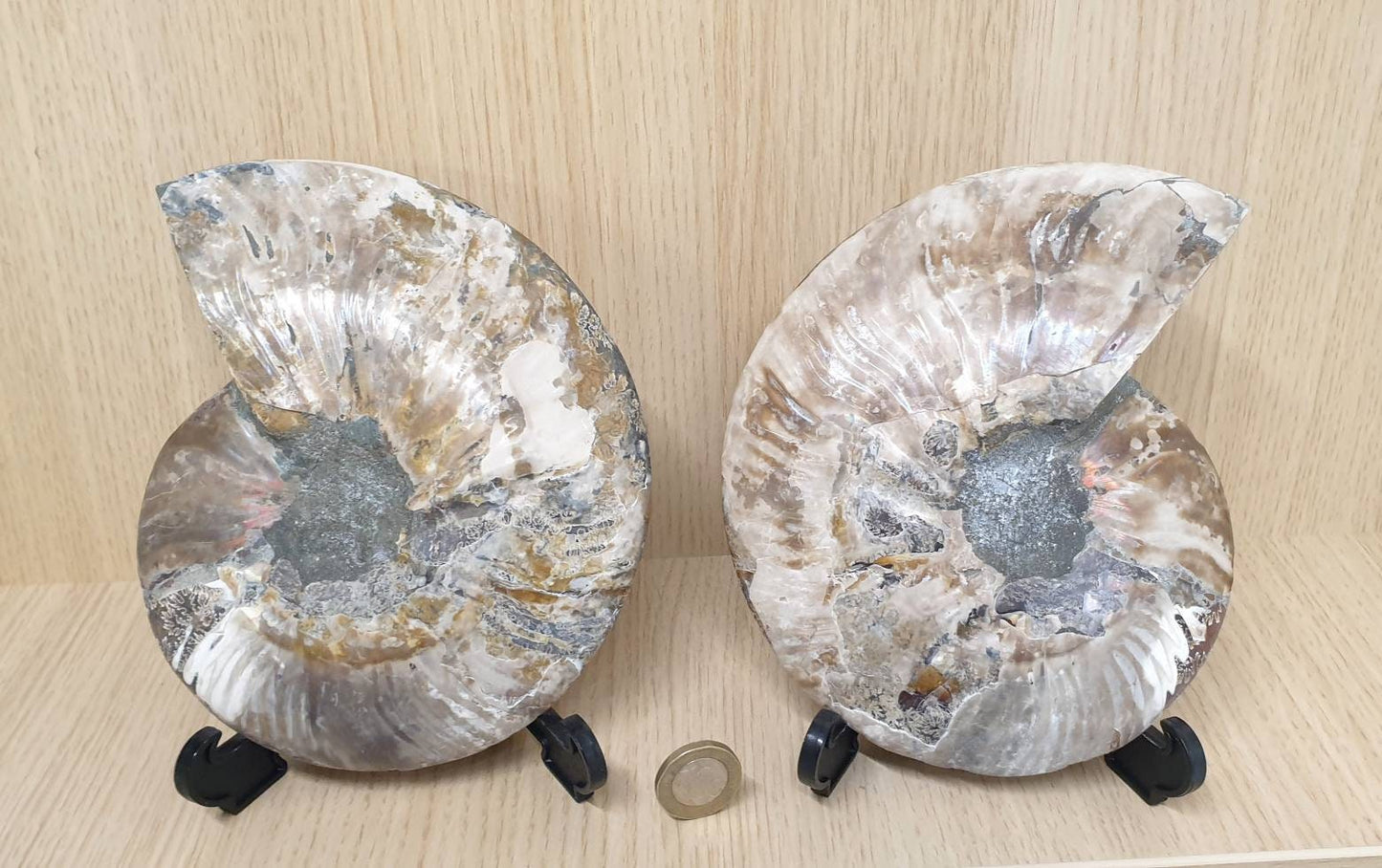 26) Large Ammonite Fossil Pair