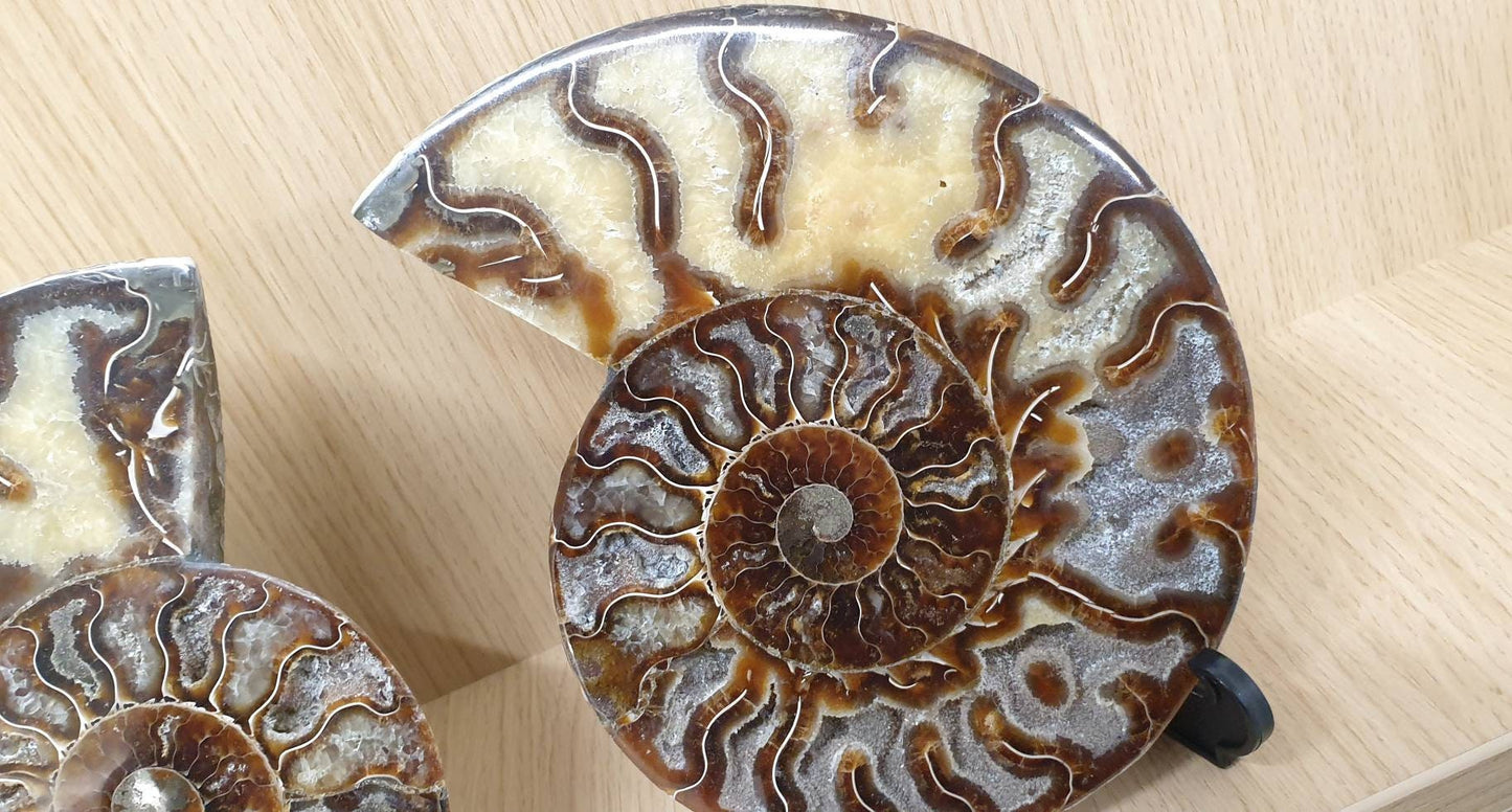 26) Large Ammonite Fossil Pair