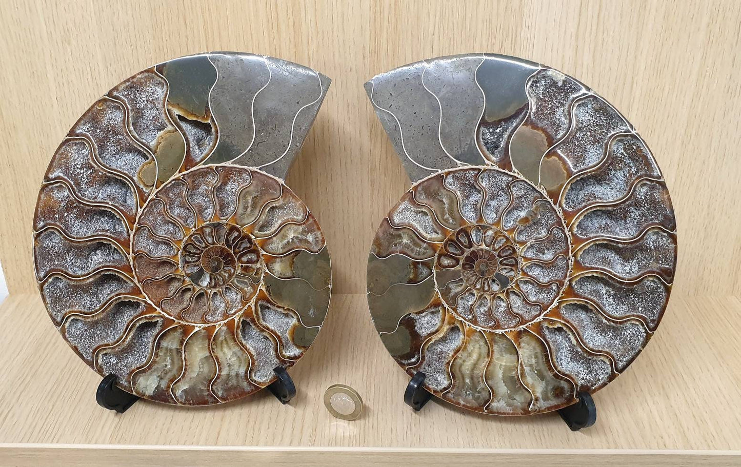 25) Large Ammonite Fossil Pair