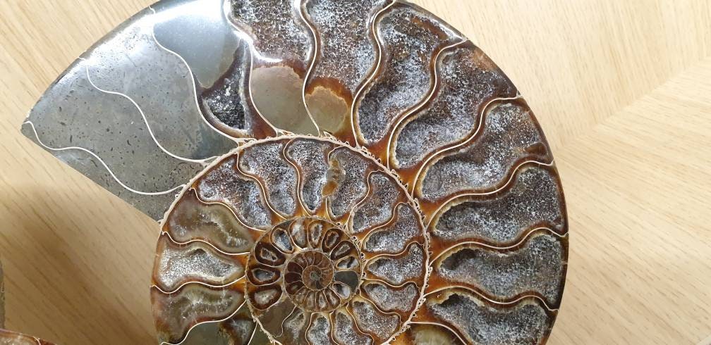 25) Large Ammonite Fossil Pair