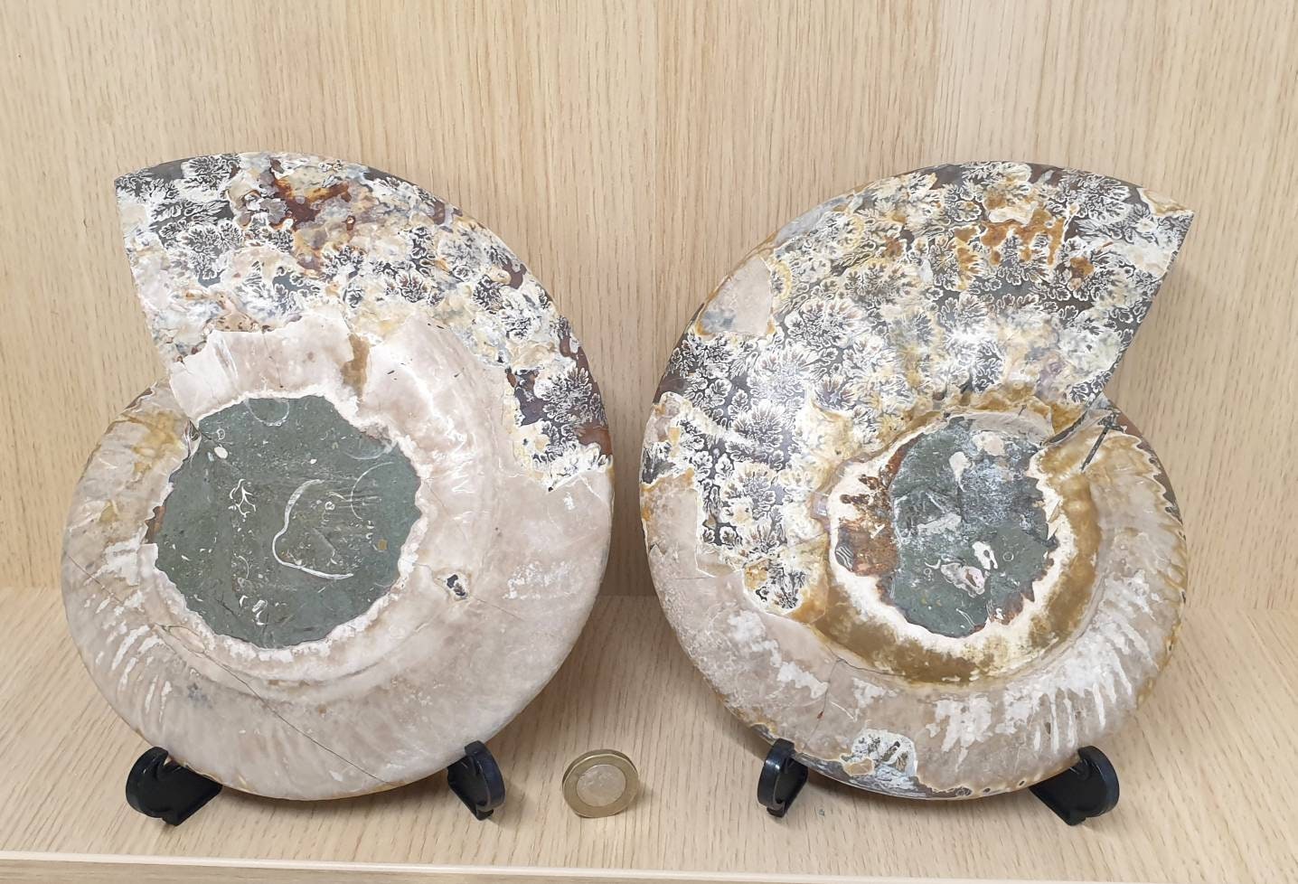 25) Large Ammonite Fossil Pair