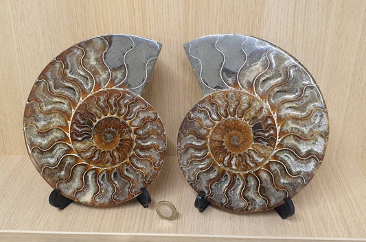 23) Large Ammonite Fossil Pair