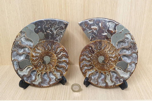 20) Large Ammonite Fossil Pair