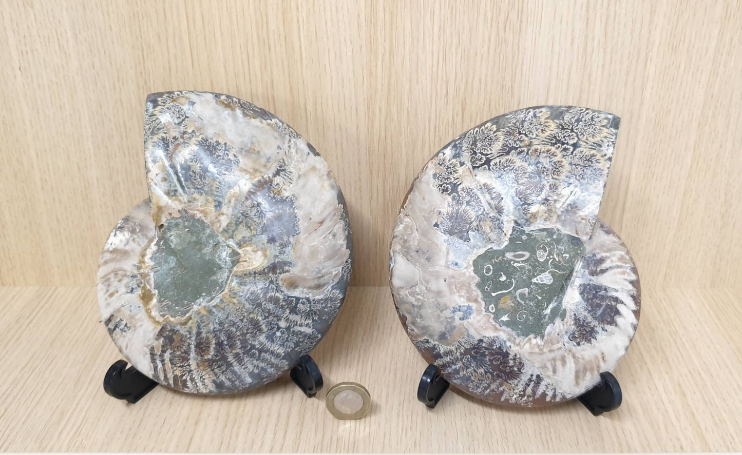 31) Large Ammonite Fossil Pair