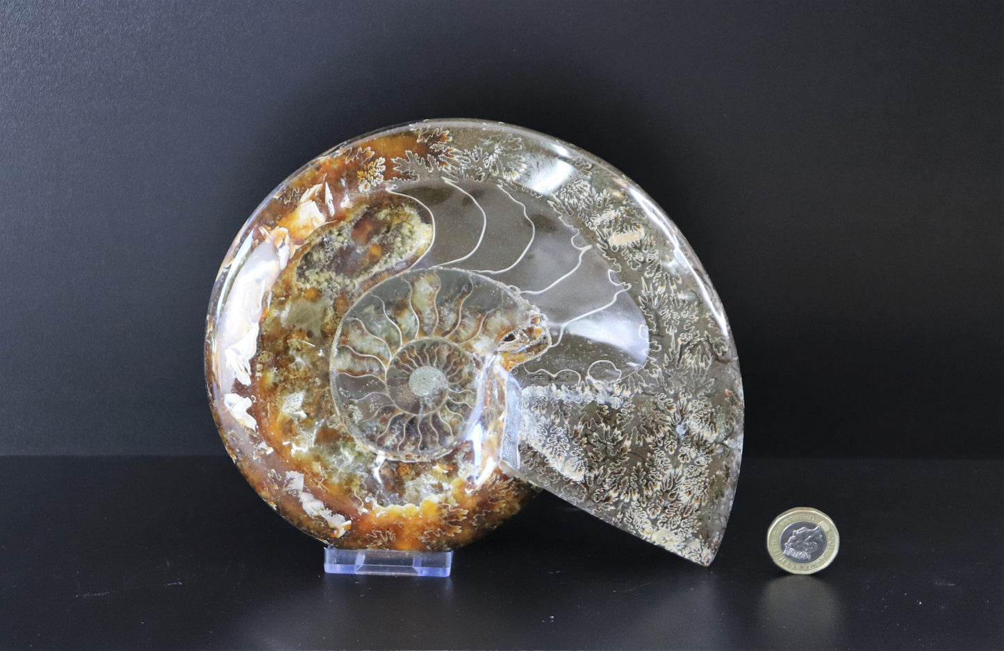 Large Ammonite Fossil Cleoniceras Deep Polished