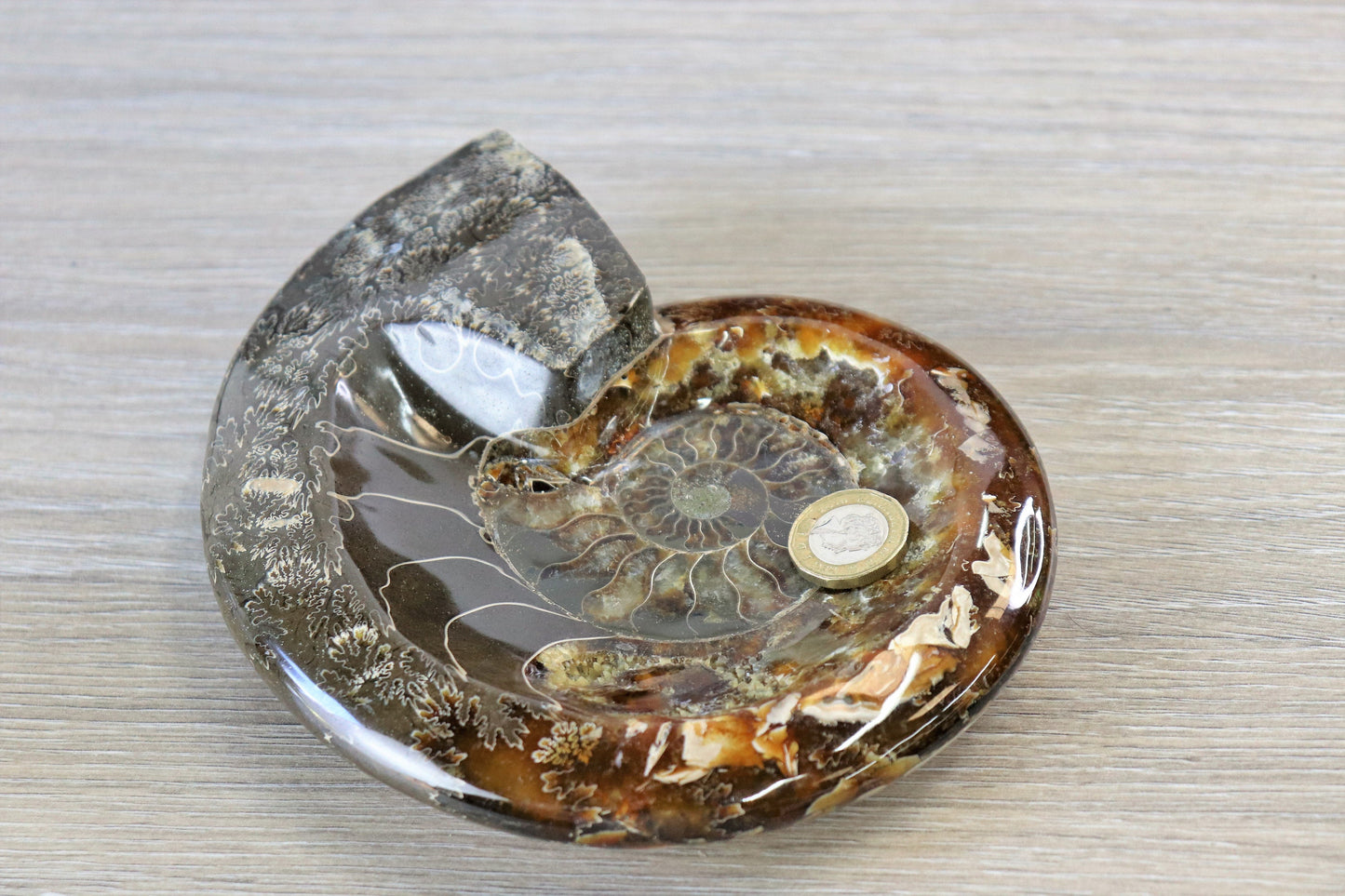 22) Large Ammonite Fossil Cleoniceras Deep Polished