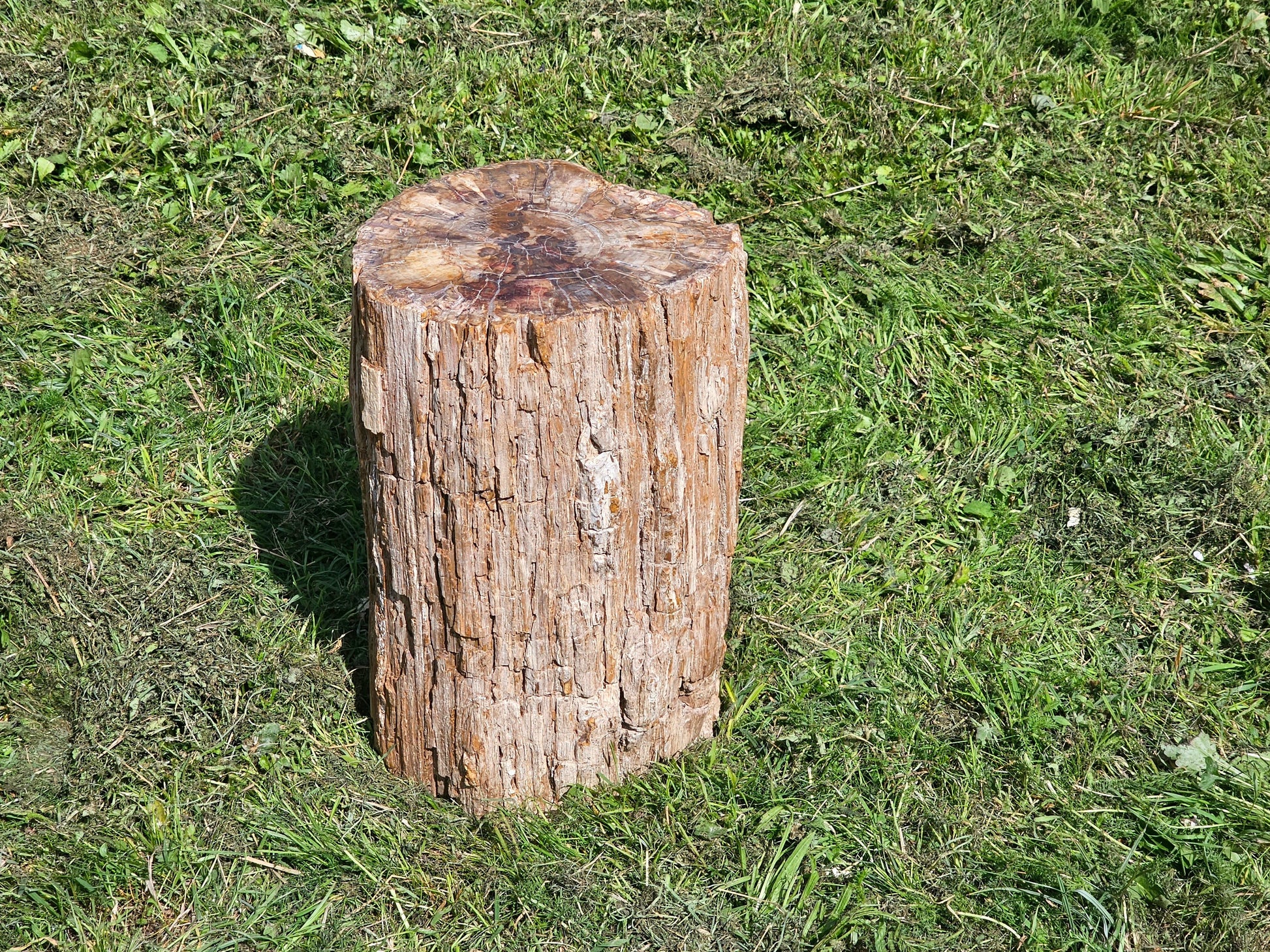 high quality large petrified fossil wood