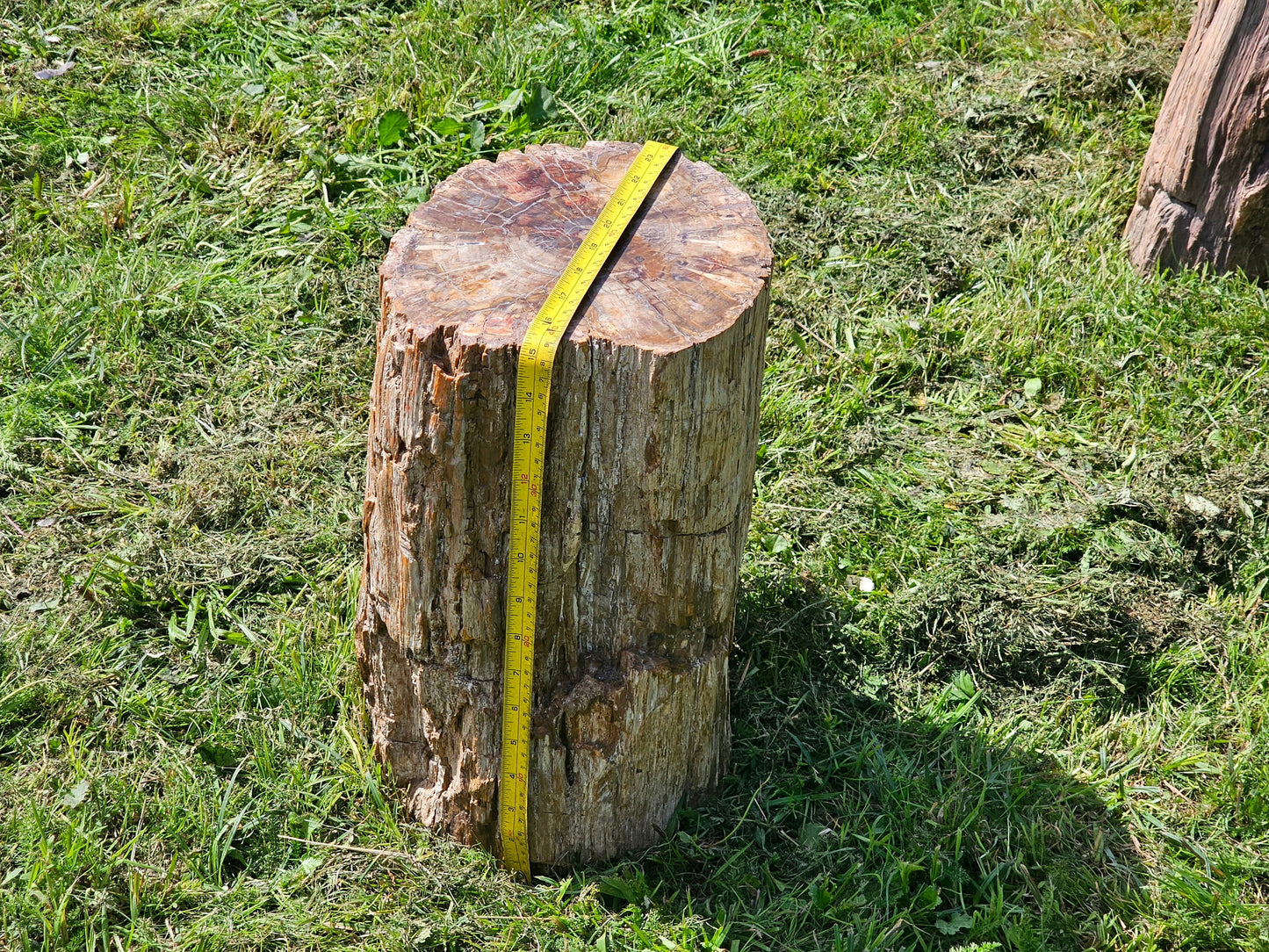 Large Petrified Fossil Wood Stump