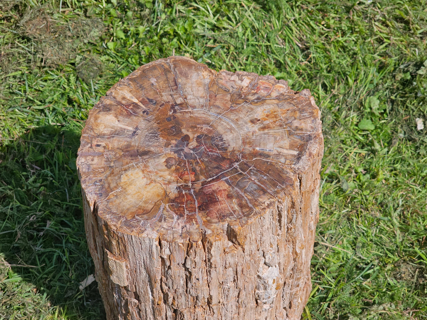 Large Petrified Fossil Wood Stump