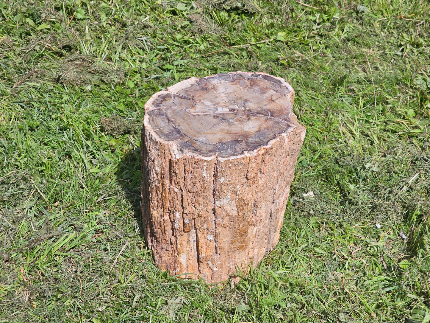 large petrified fossil wood