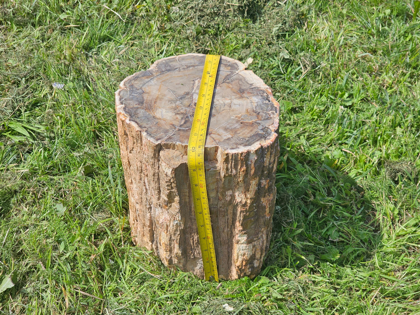 Large Petrified Fossil Wood Stump