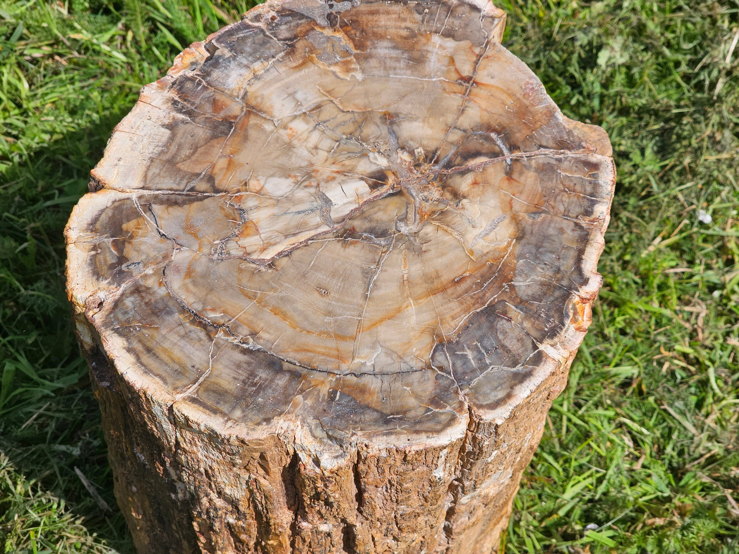 Large Petrified Fossil Wood Stump