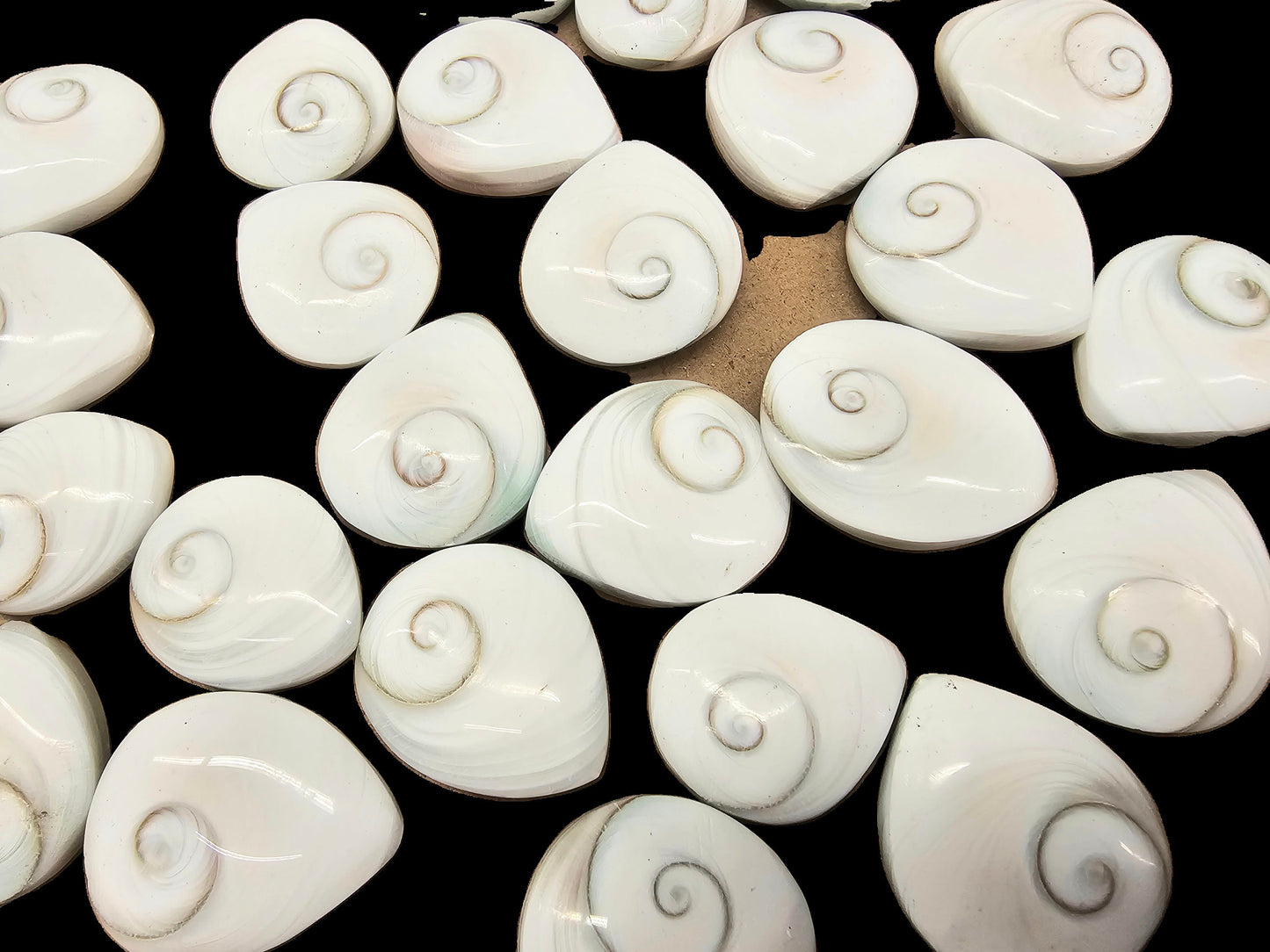 Shiva Shell Crystal Tear Drop x1