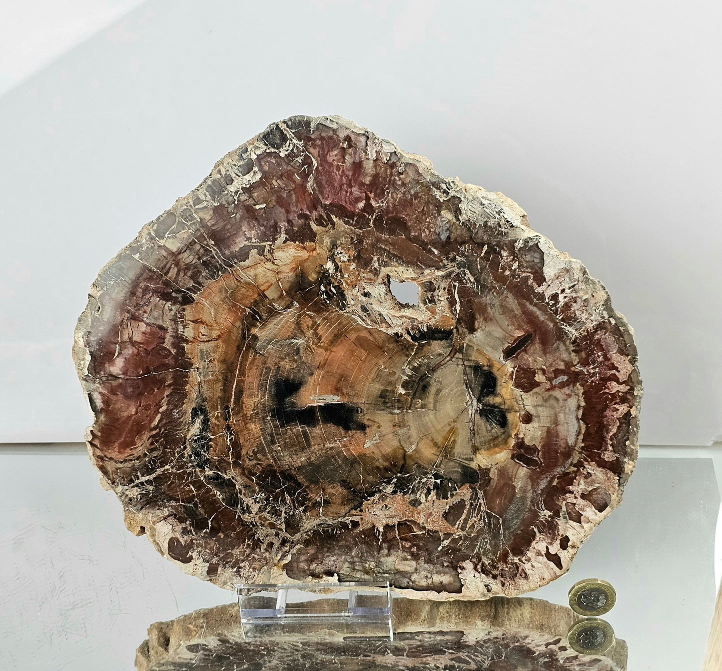 Extra large Fossil Wood Crystal Slice