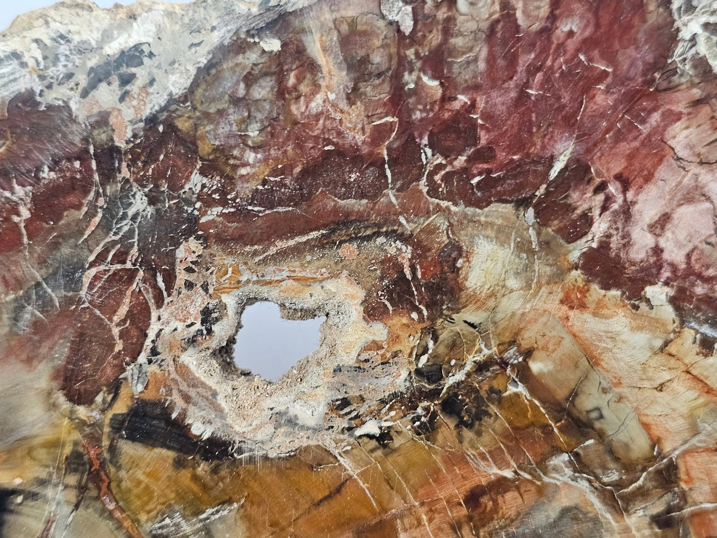 Extra large petrified wood slice