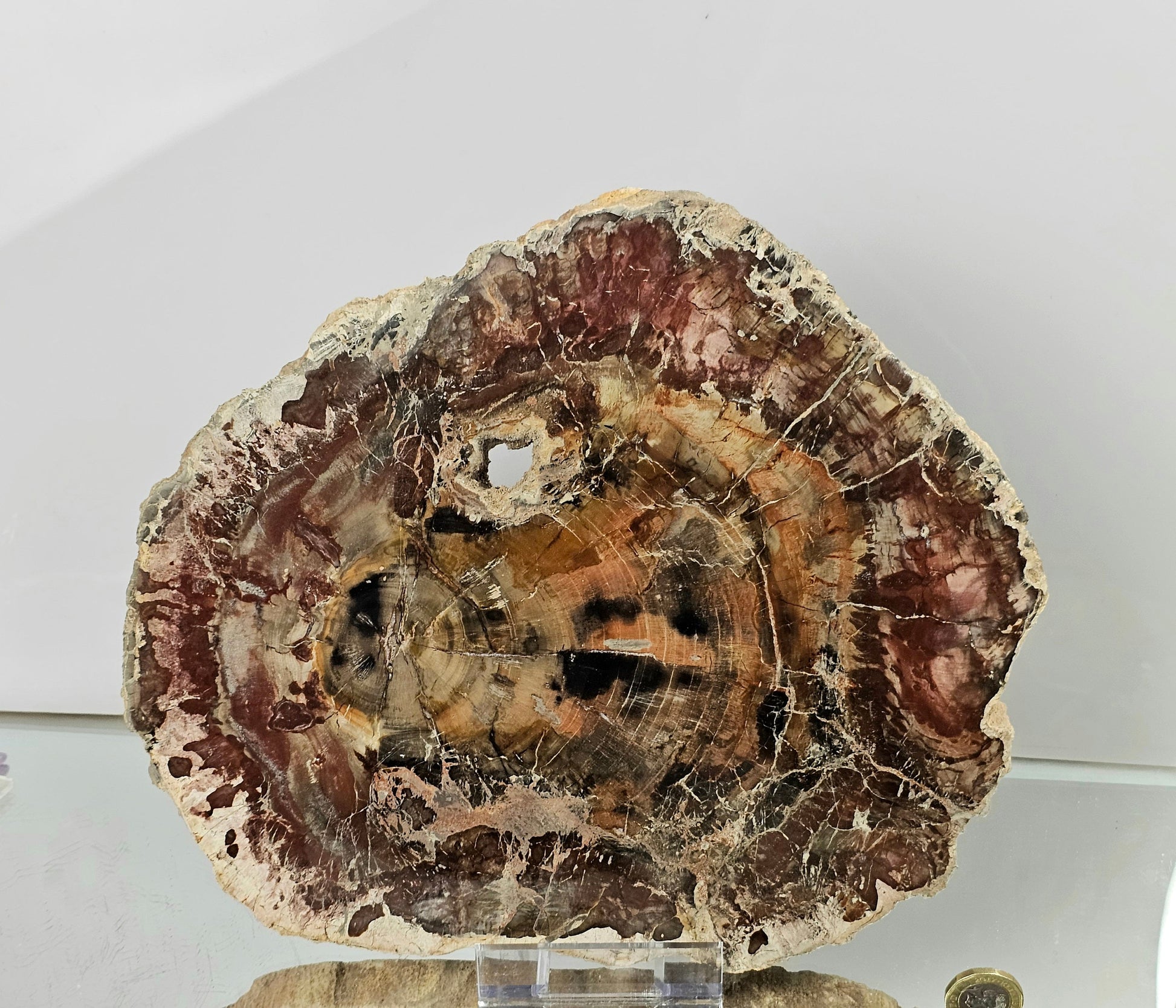 big fossil wood slice