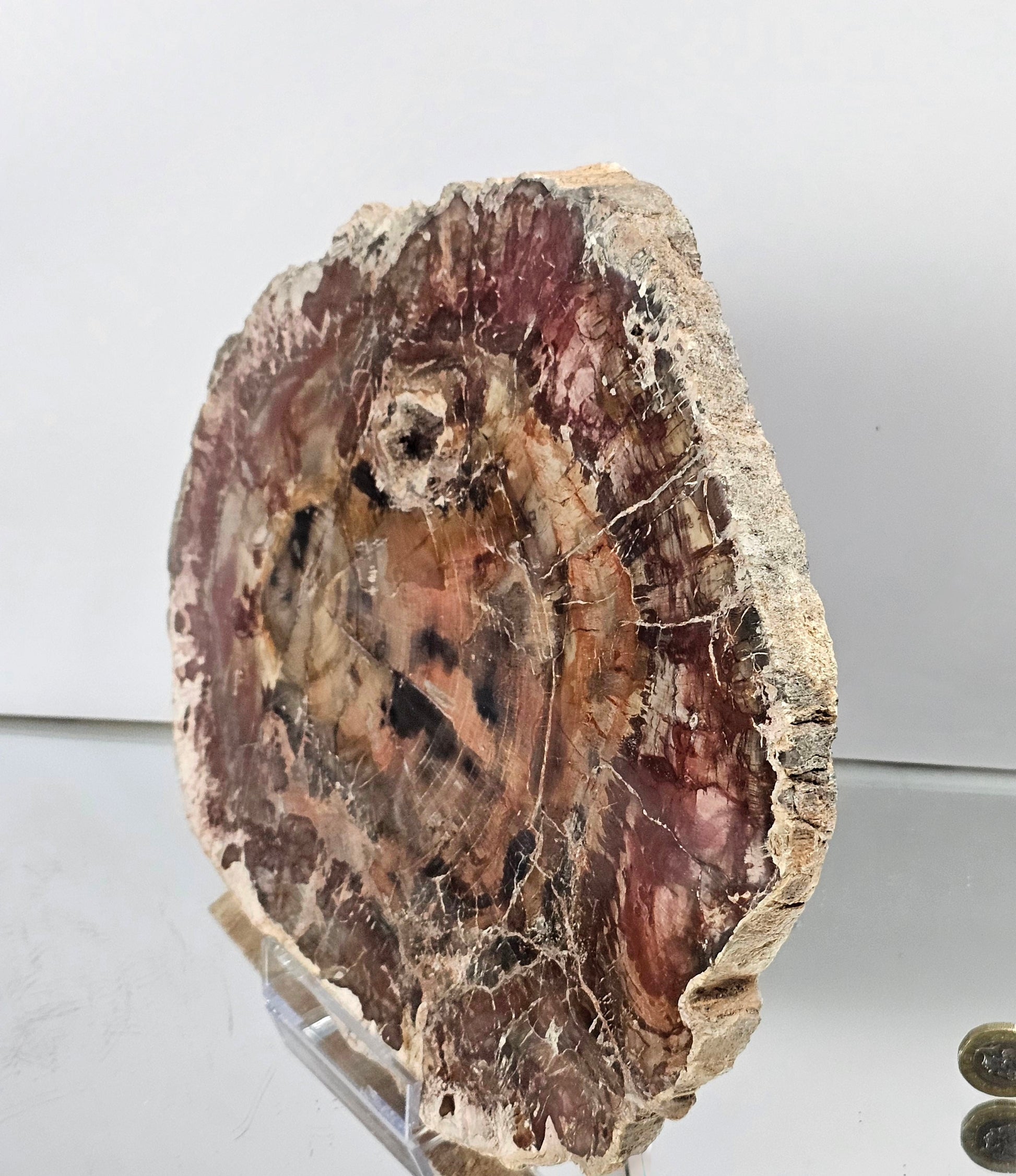 fossil wood from madagascar