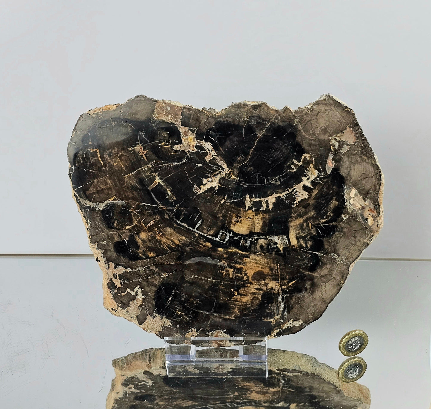 extra large fossil wood slice