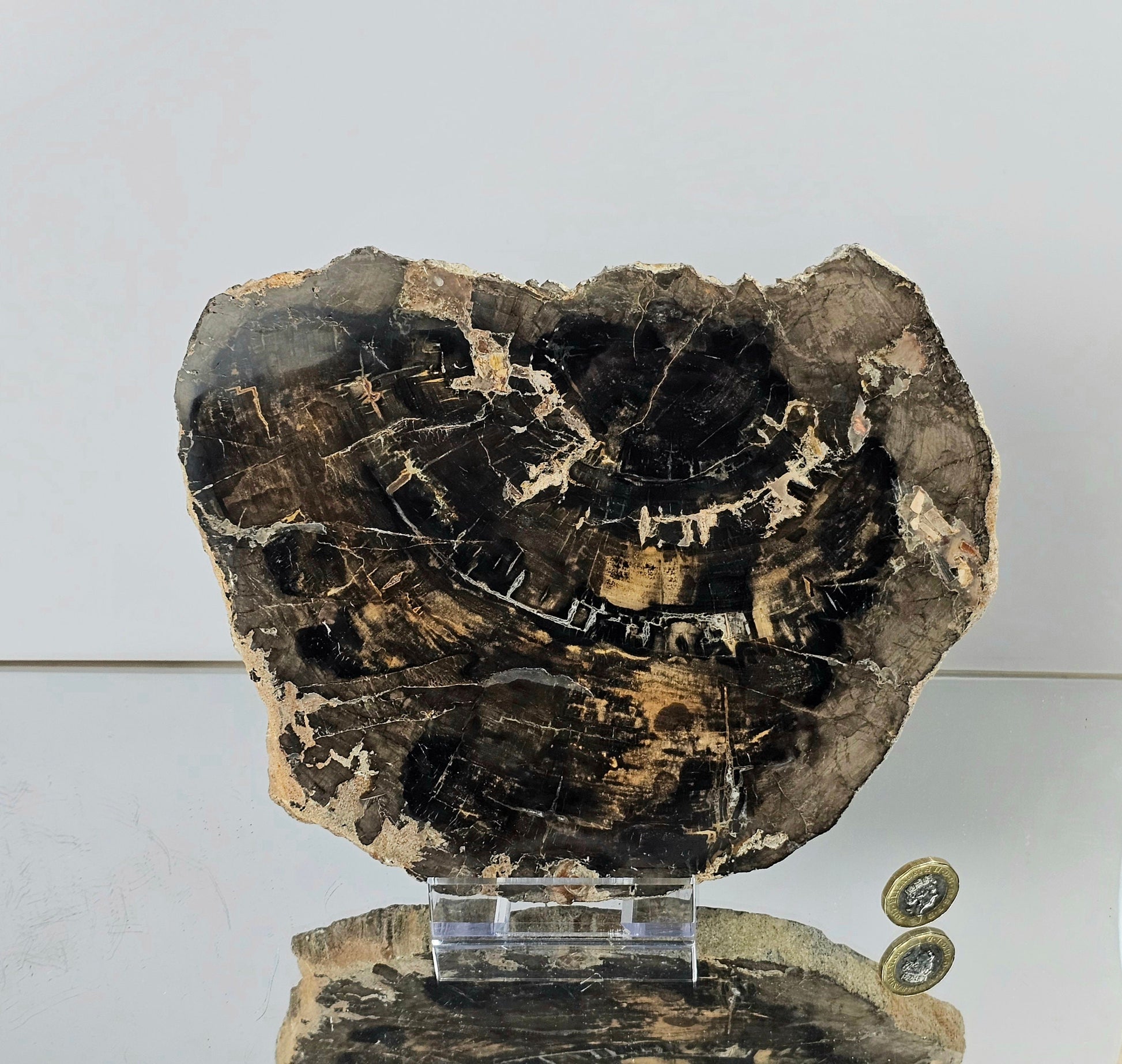 extra large fossil wood slice