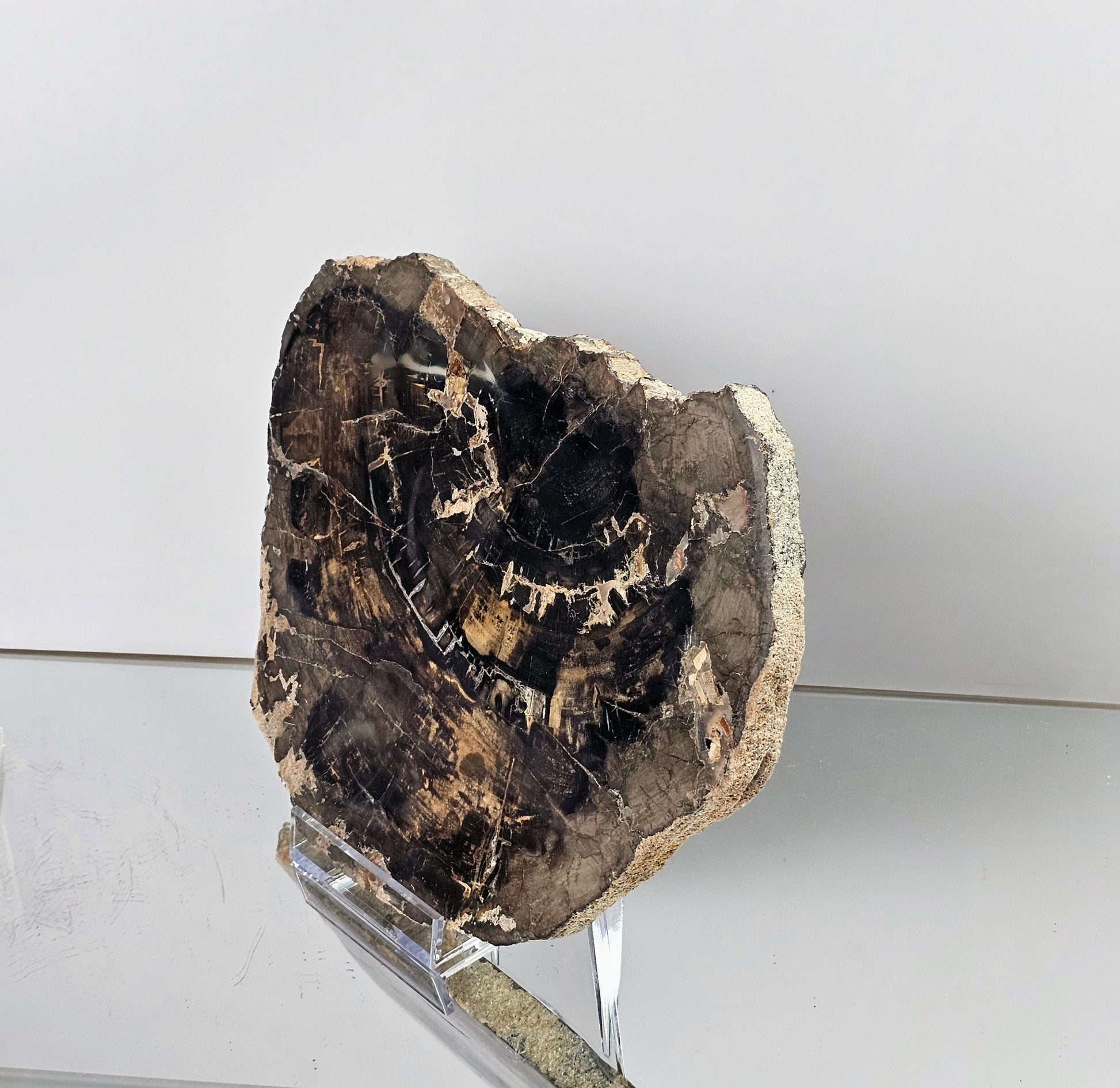 petrified wood slice